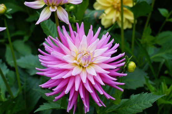 Mendocino Coast Botanical Gardens